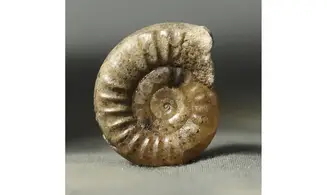 Arnioceras semicostatum (ZIETEN,1831)