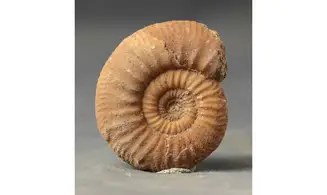 Grossouvria curvicosta