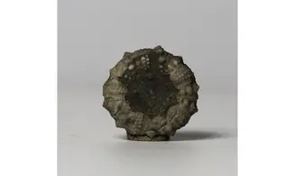 Hemicidaris glasvillei