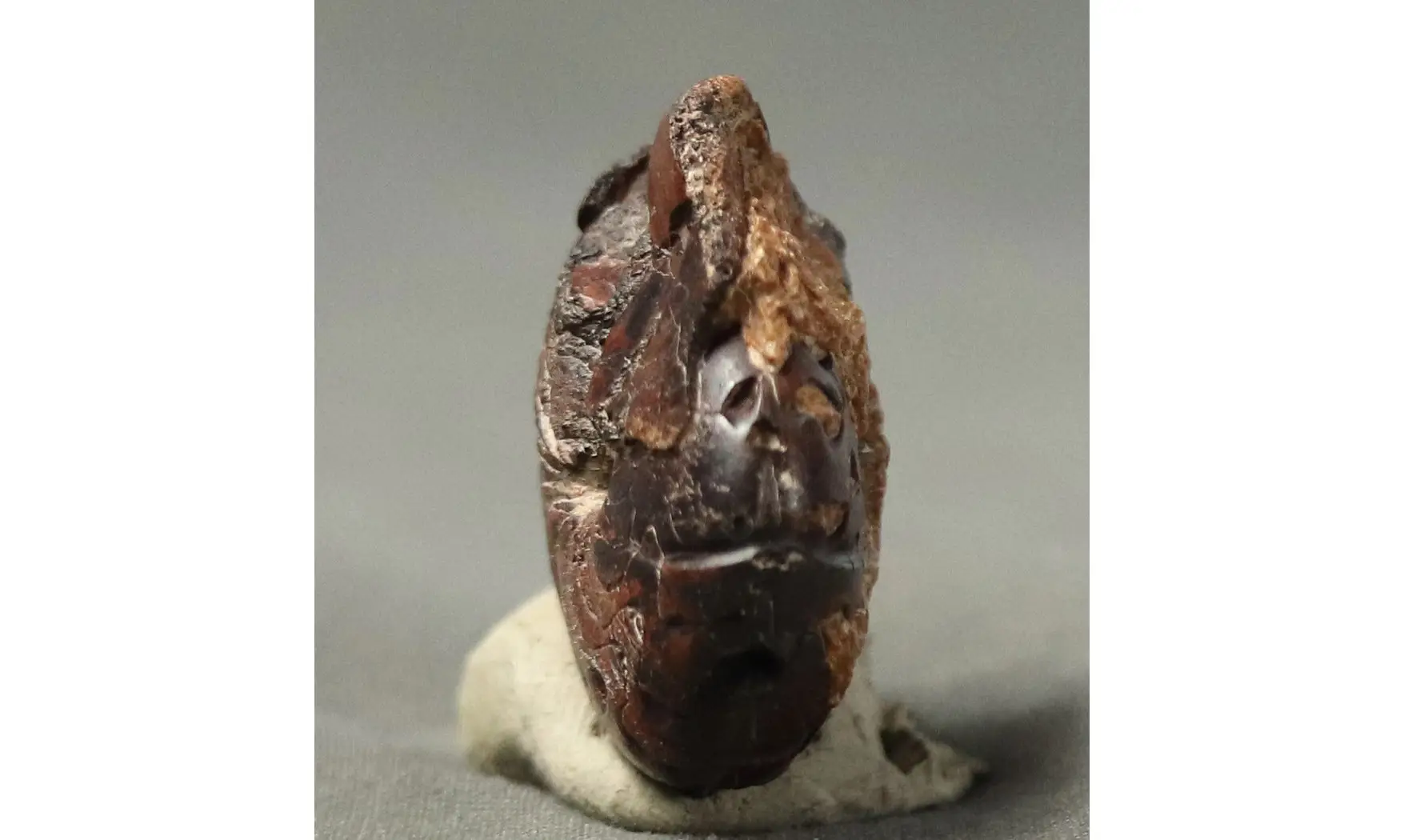 Imitoceras sp.