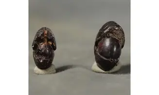 Cheiloceras sp.