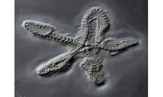 Eospondylus primigenius