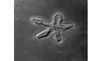Eospondylus primigenius