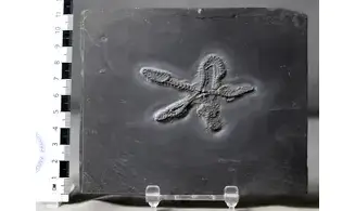 Eospondylus primigenius