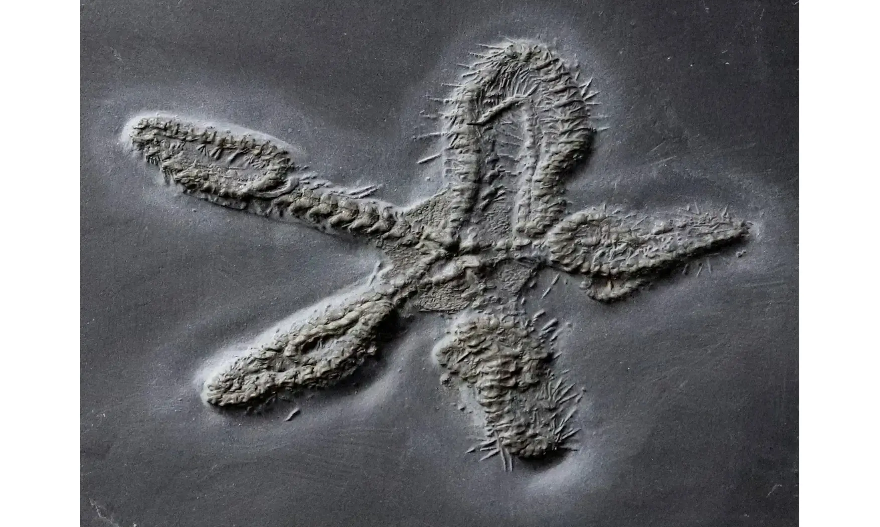Eospondylus primigenius