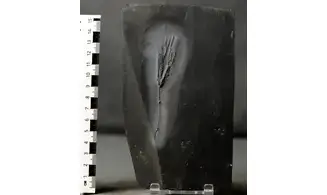 Parisangulocrinus zeaeformis