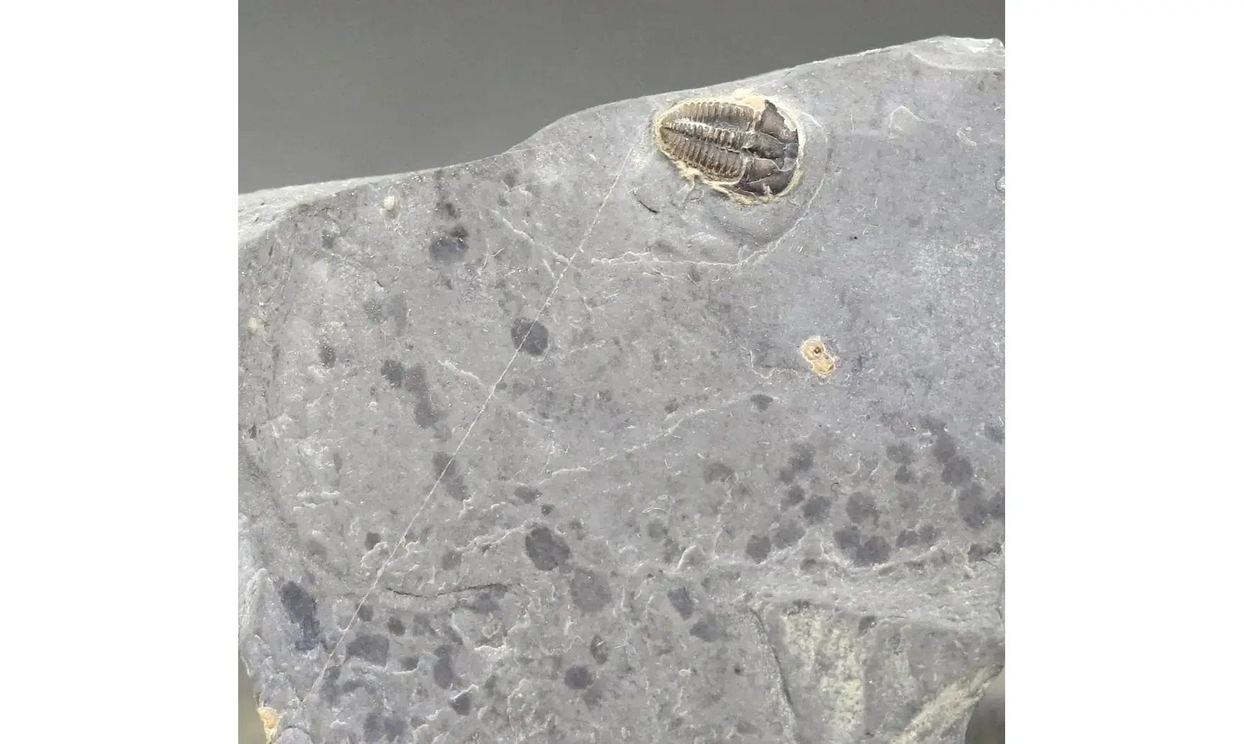 Brachyaspidion microps