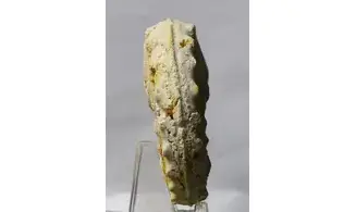 Gauthiericeras margae
