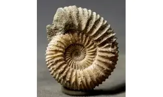 Pavlovia raricostatus