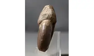 Extropharciceras librum