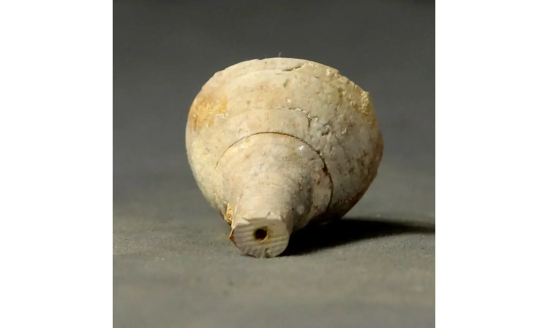 Apiocrinites roissyanus