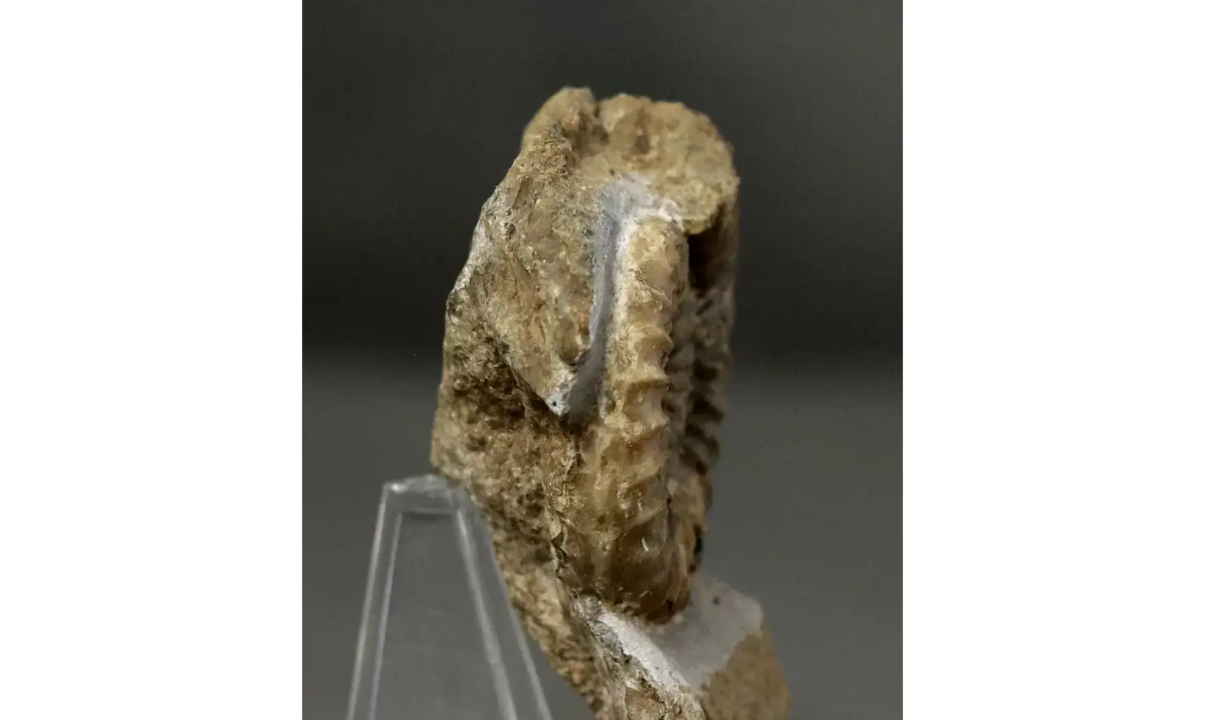 Arnioceras falcaries
