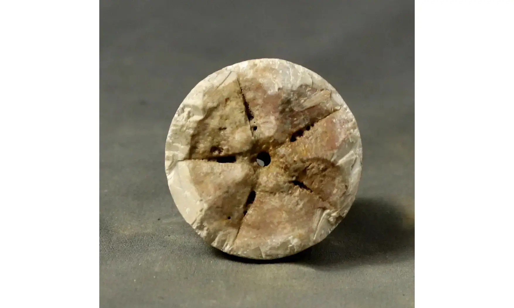 Apiocrinites roissyanus