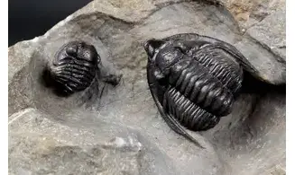Diademaproetus antatlasius