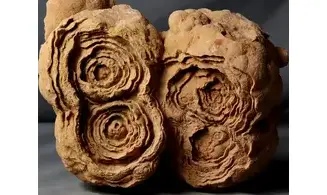 Stromatolite