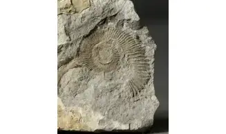 Leptoceras sp