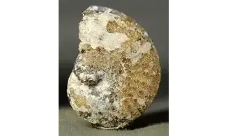 Sphenodiscus lenticularis