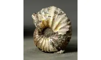 Scaphites sp