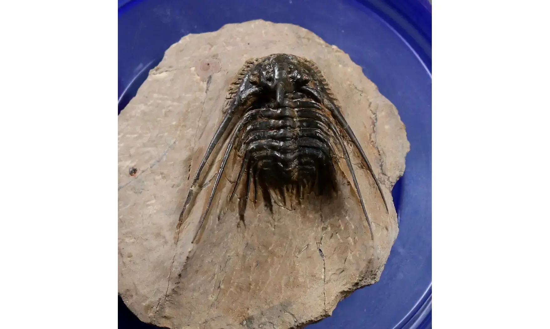 Kettneraspis spinicurva