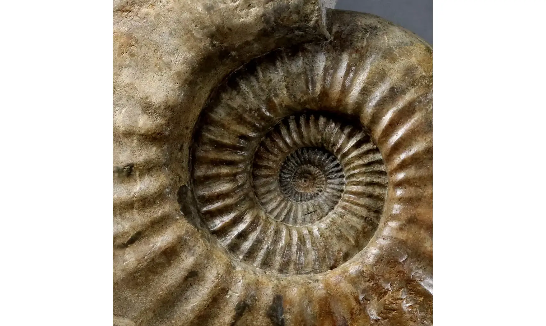Arietites aff. nudaries