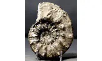 Euaspidoceras aff. douvillei