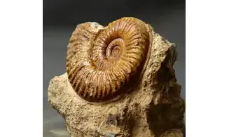 Podagrosites latescens