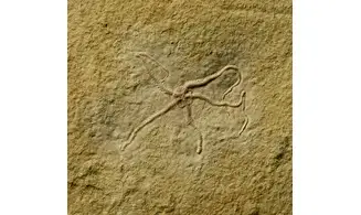 Ophiopetra lithographica