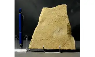 Ophiopetra lithographica