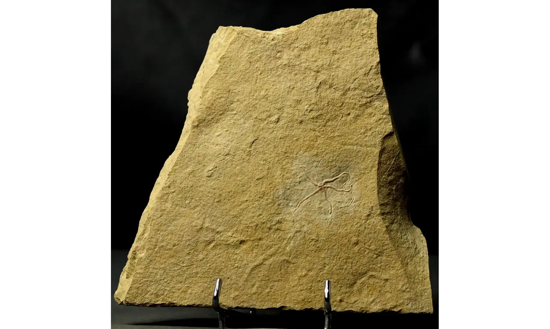 Ophiopetra lithographica