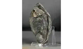 Gryphaea dilatata