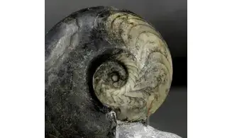 Manticoceras sinuosum