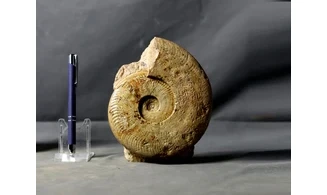 Harpoceras serpentinum