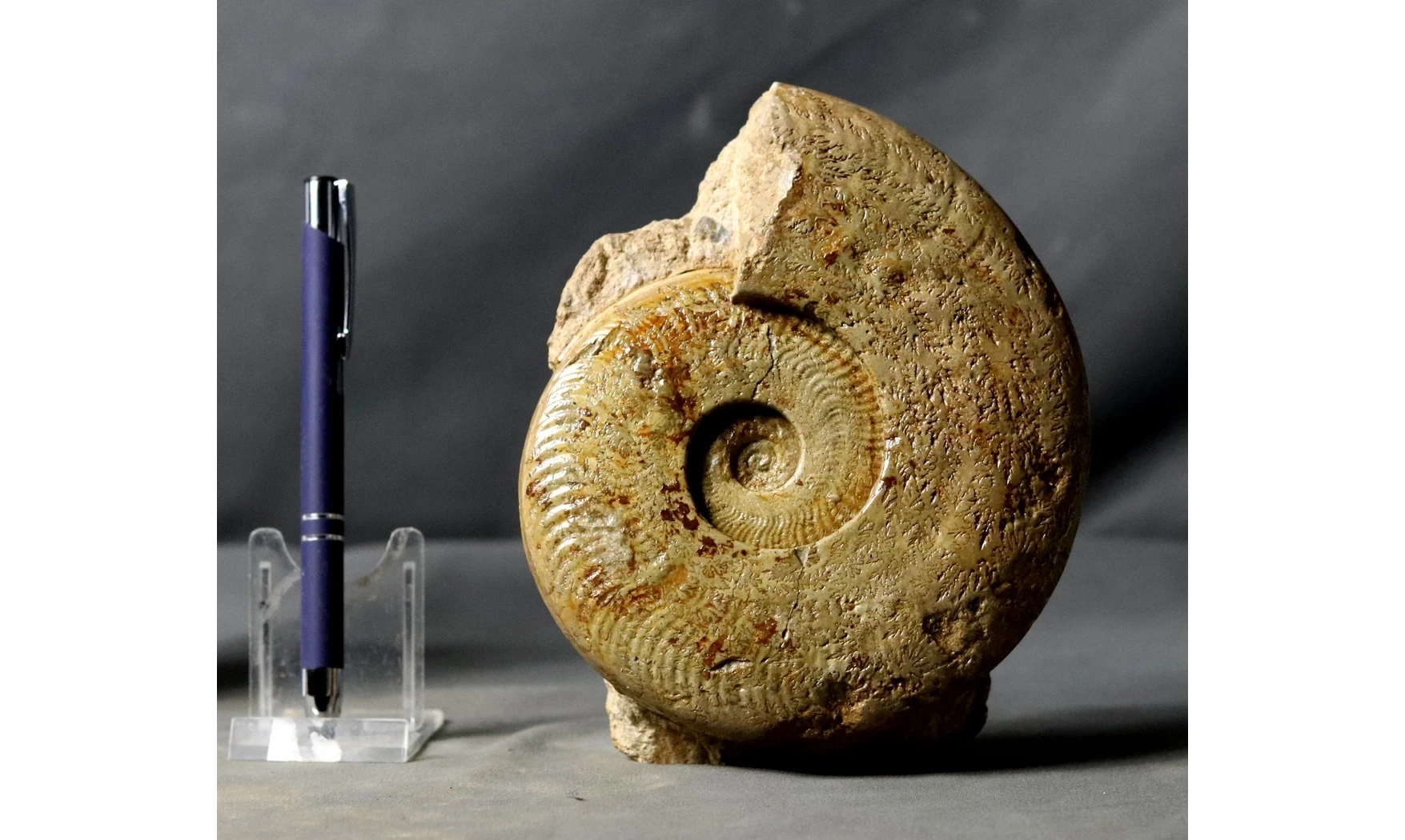 Harpoceras serpentinum