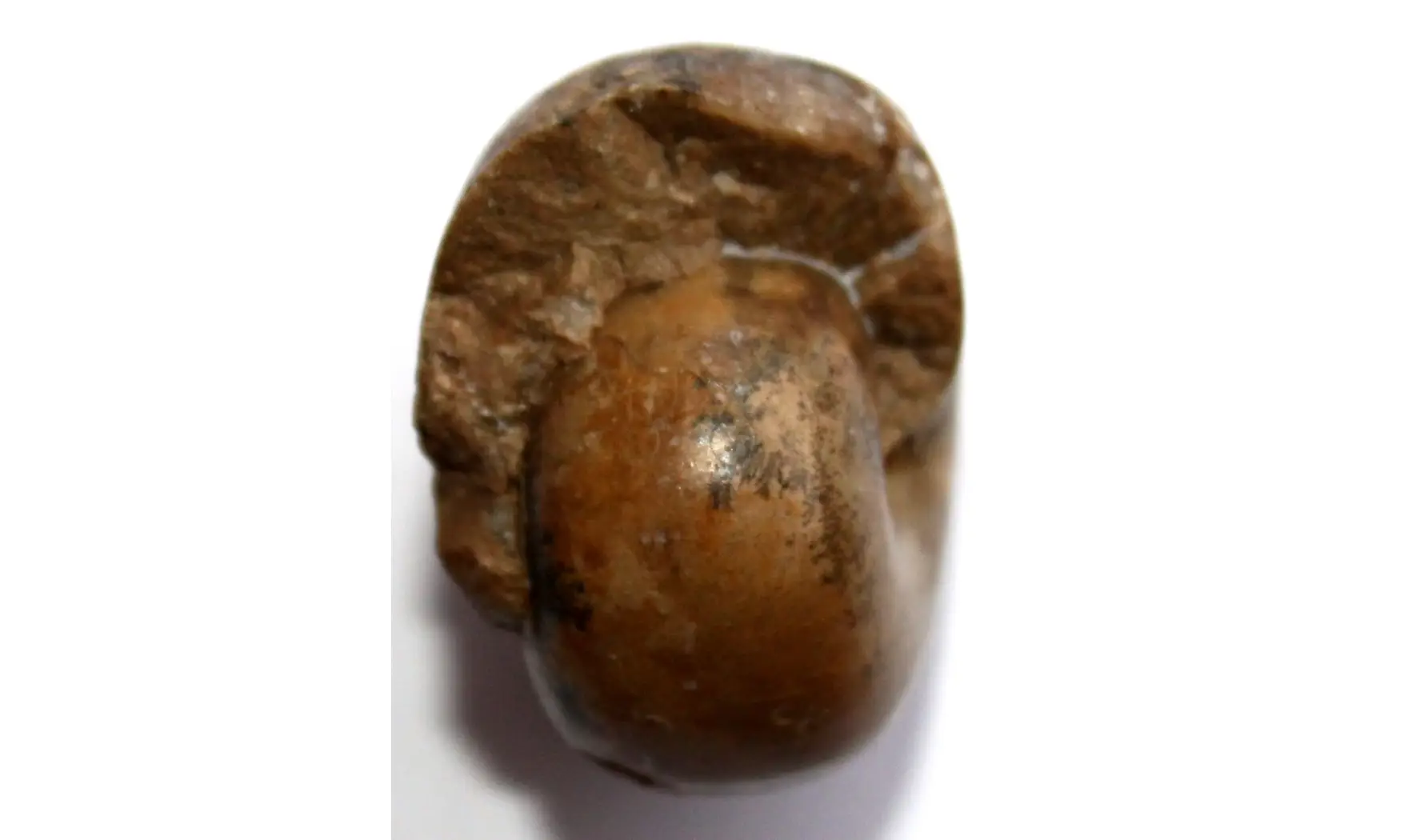 ALMITES INVARIABILIS