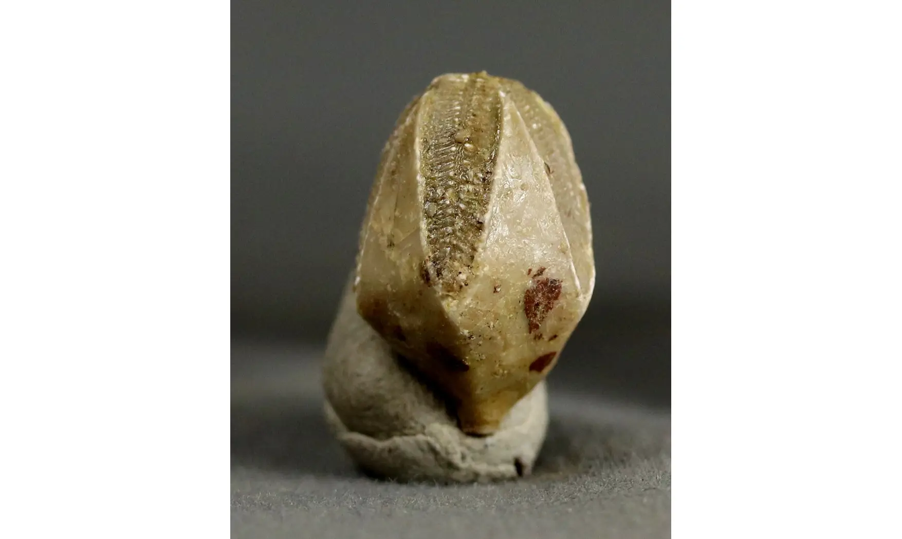 Pentremites pyriformis