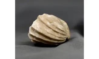 Burmirhynchia decorata