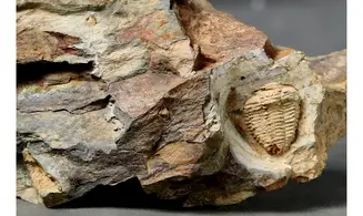 Placoparia borni