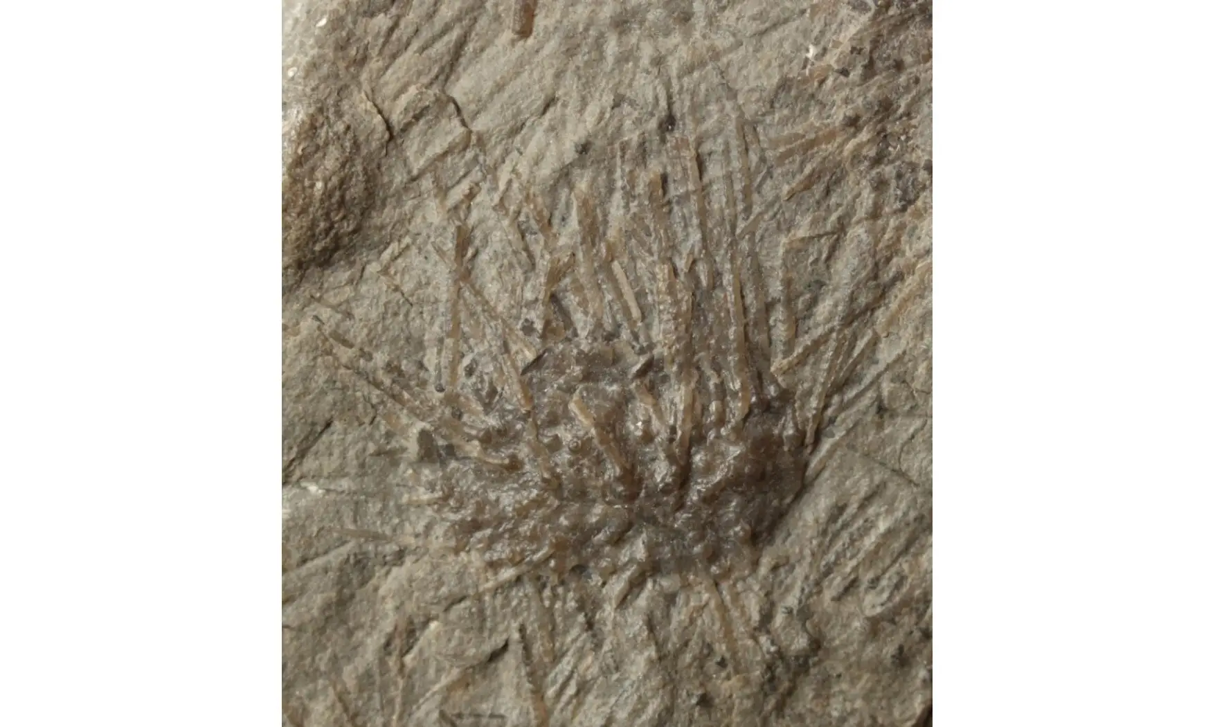 ARCHAEOCIDARIS ILLINOISENSIS