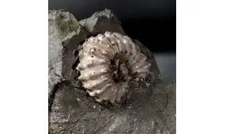 Douvilleiceras mammilatum