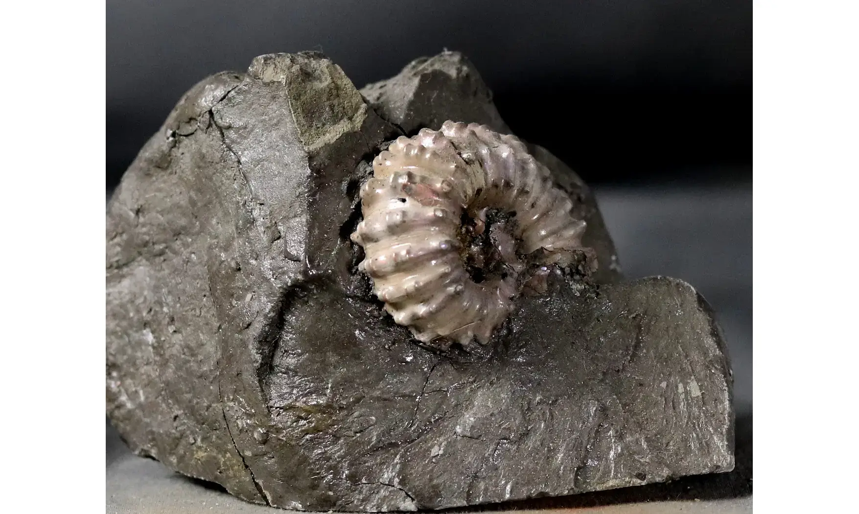 Douvilleiceras mammilatum