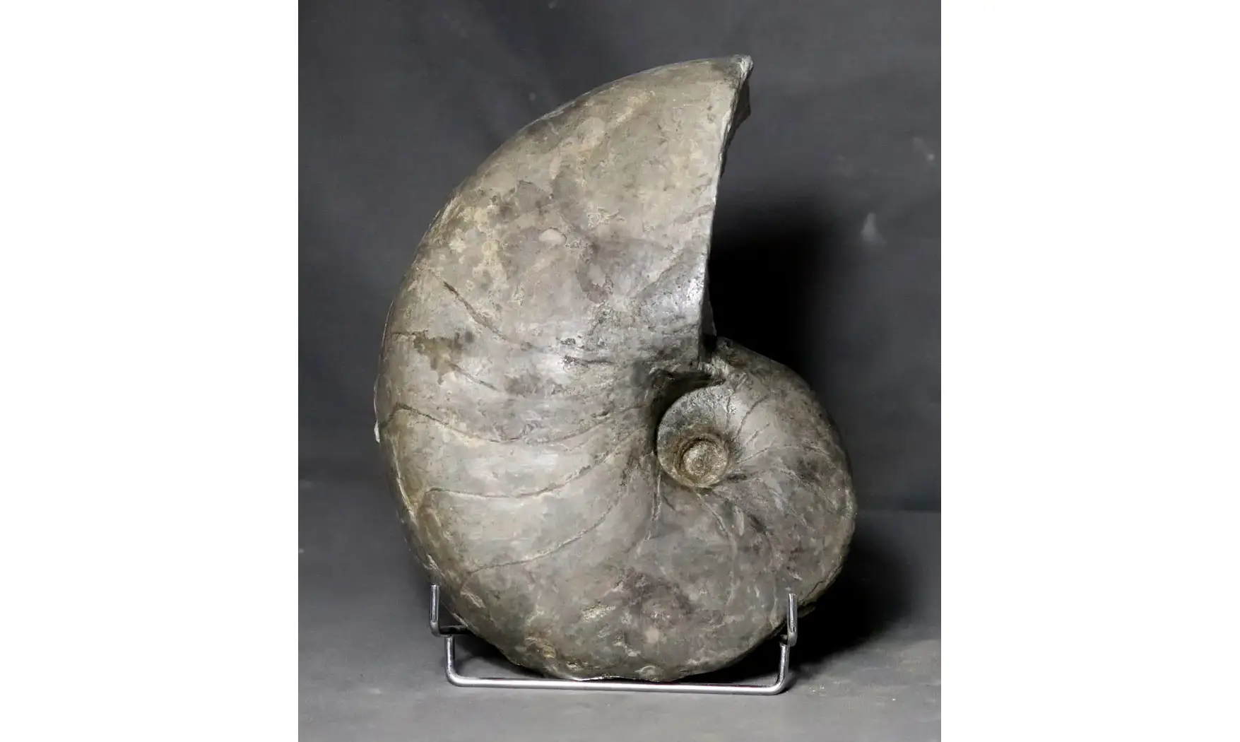 Cenoceras aff intermedius