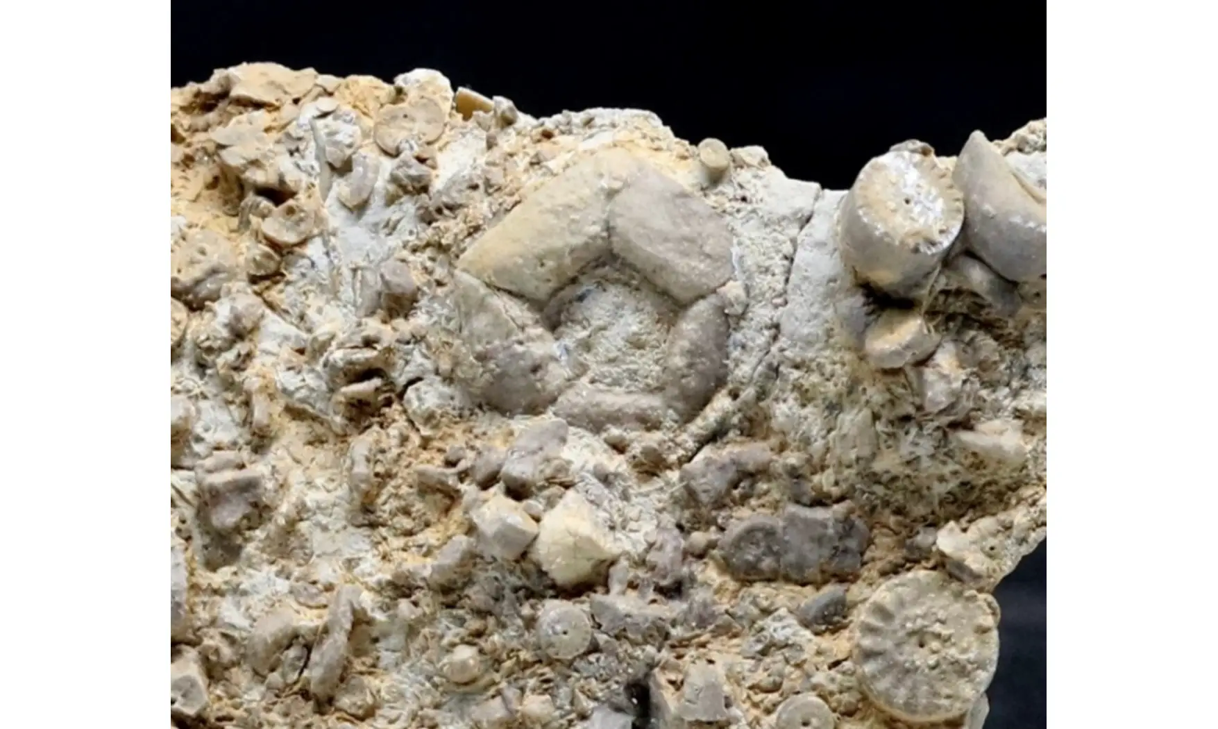 ENCRINUS LILLIFORMIS