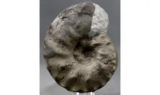 Ceratites robustus