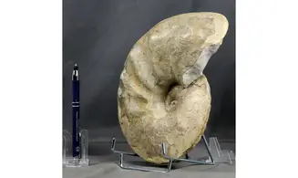 Discoceratites dorsoplanus