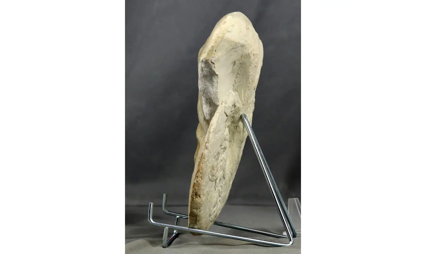 Discoceratites dorsoplanus