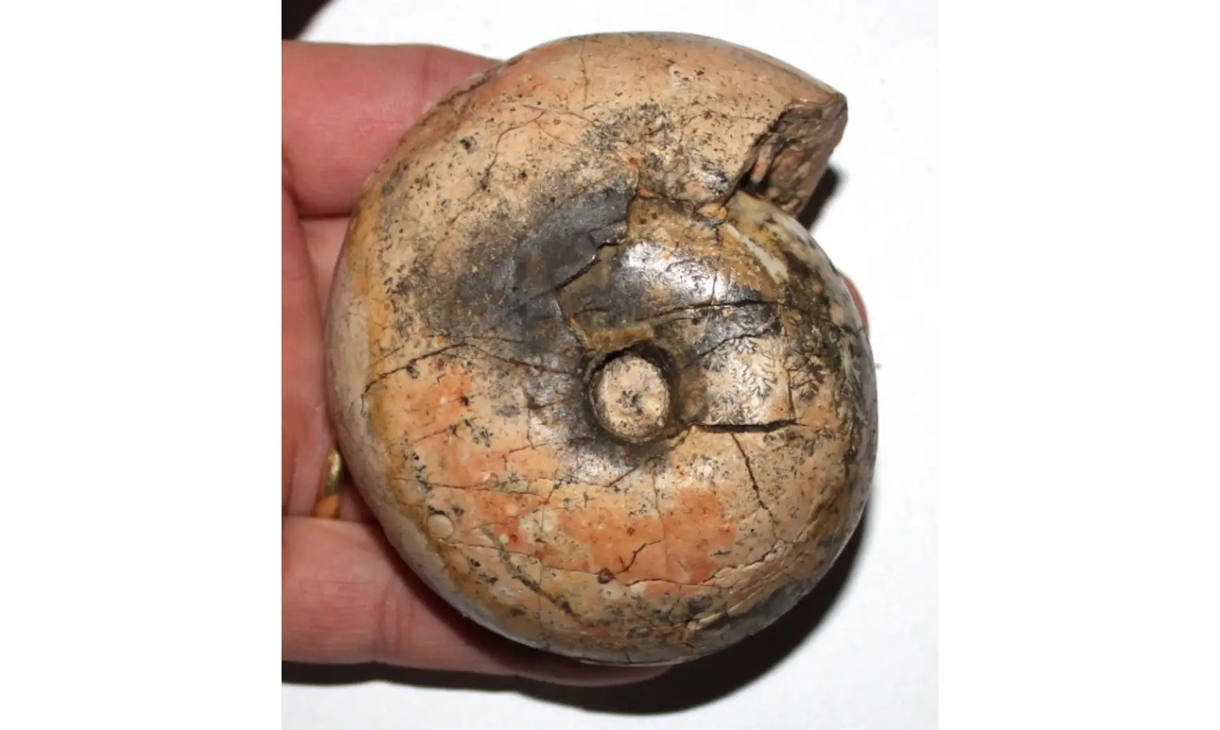 extra rare ARCESTES N. SP.