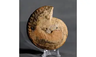 Halorites macer (Mojsisovics)