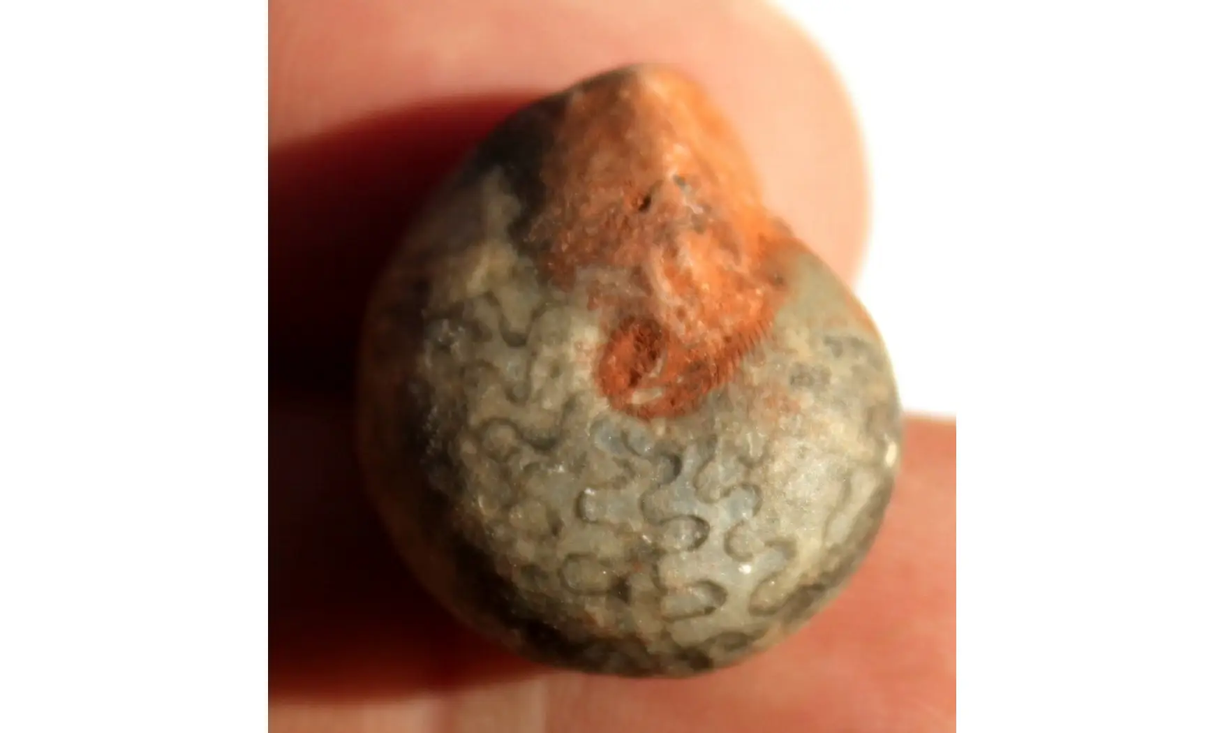 AGATHICERAS SUNDAICUM