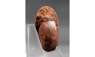 big Agathiceras sundaicum