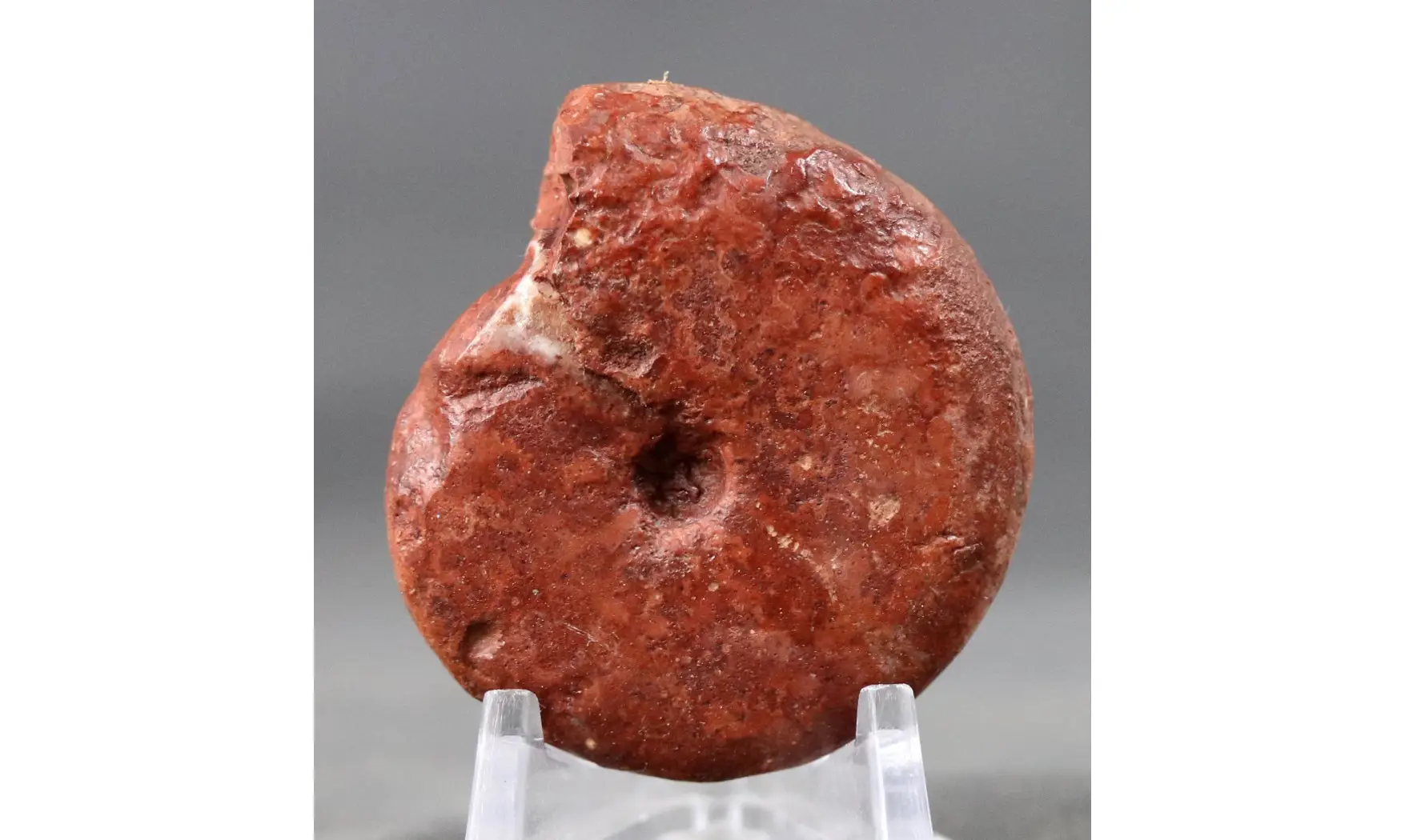 Popanoceras indo-australicum